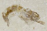Three Cretaceous Fossil Shrimp Plate - Lebanon #107464-3